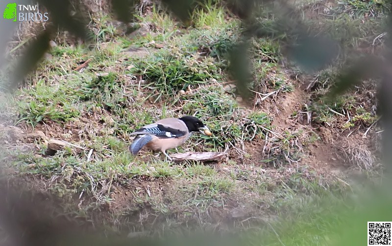 Black-headed Jay